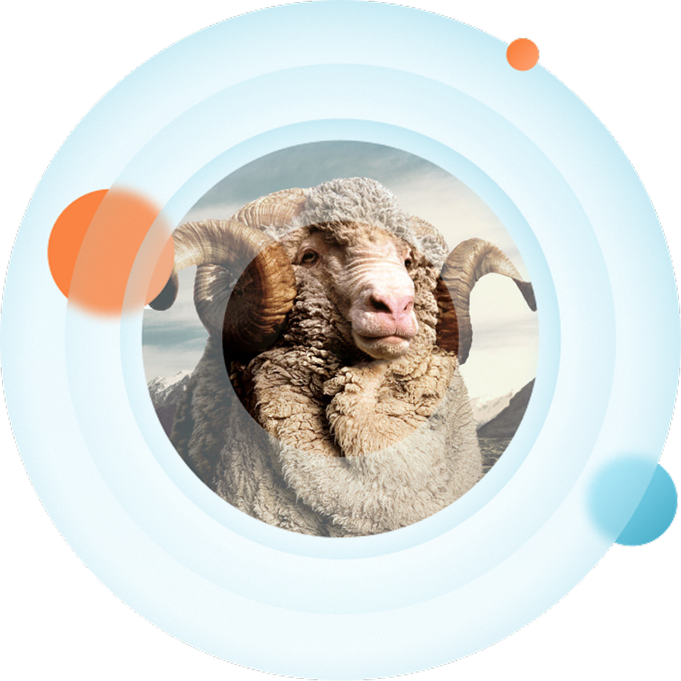 برندهای جهانی پشم