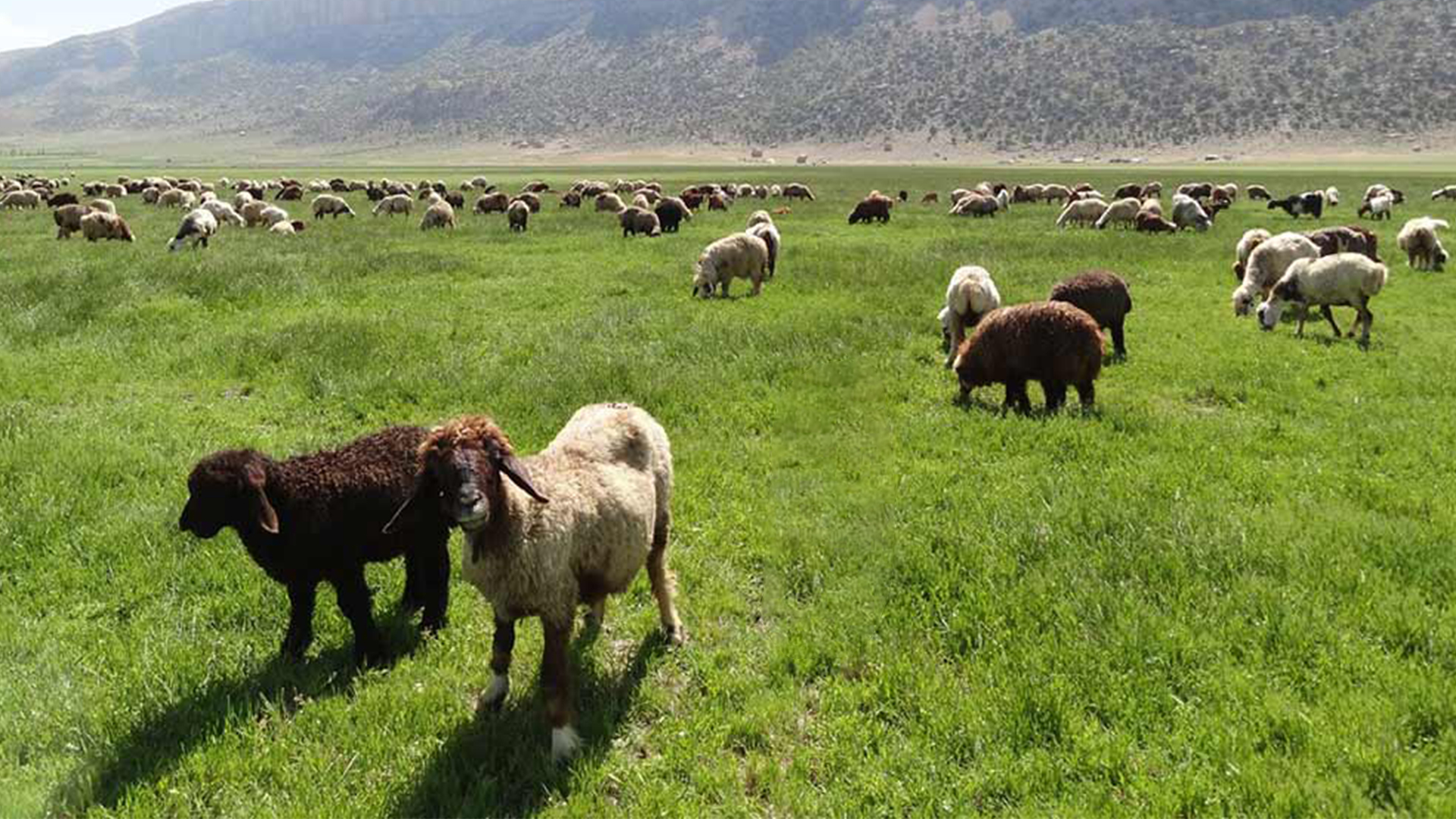 تأثیر تغییرات اقلیمی بر تولید پشم