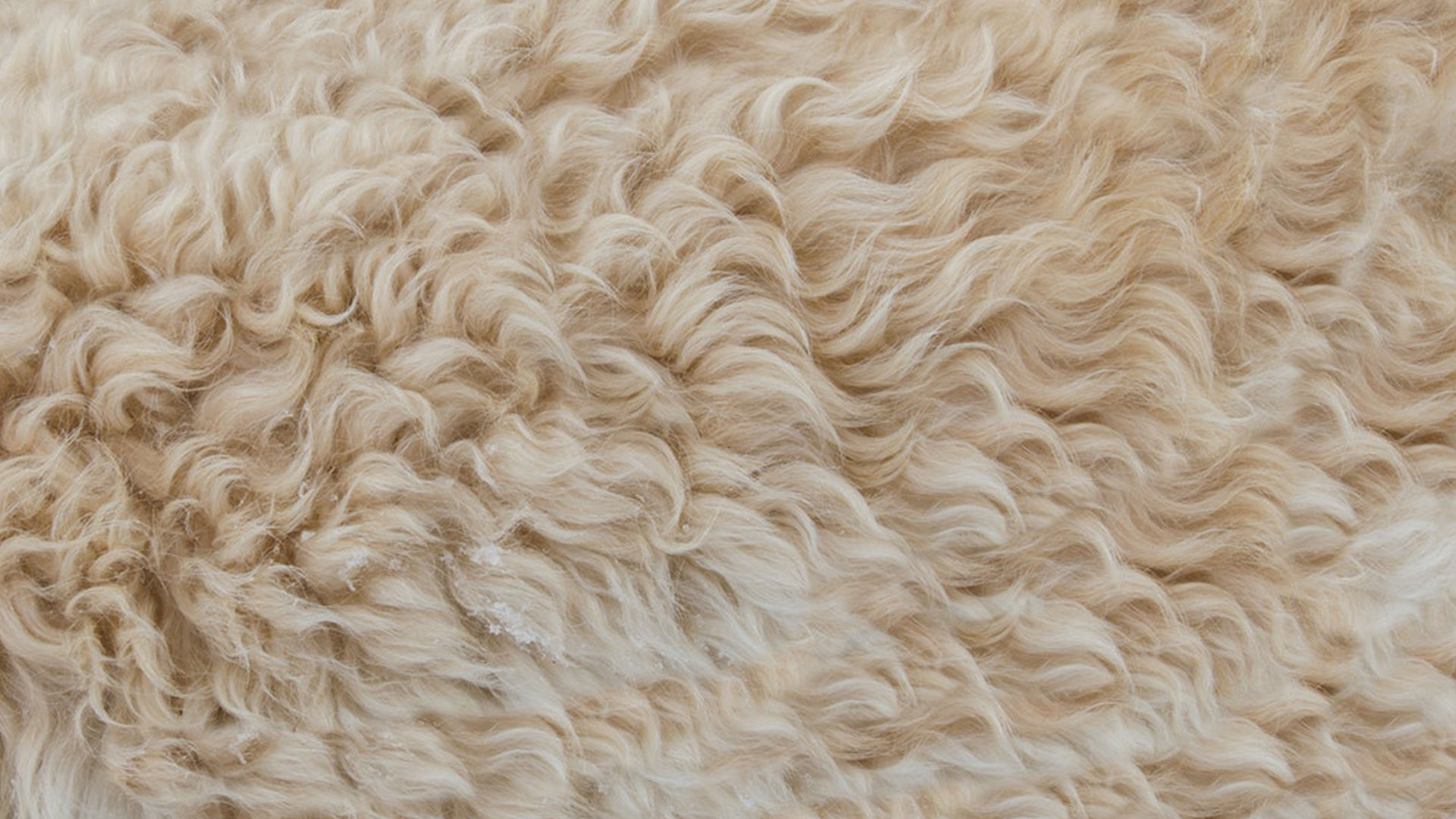 نقش اتحادیه‌های تولیدکنندگان پشم در تجارت جهانی