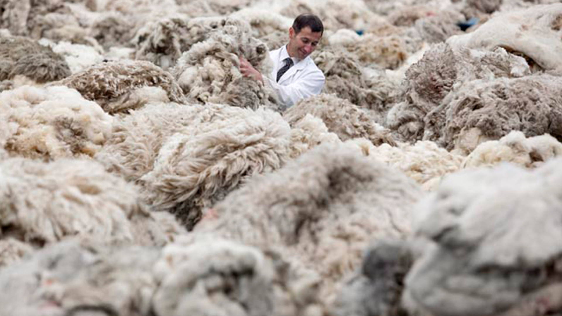 چین: واردکننده اصلی پشم جهان
