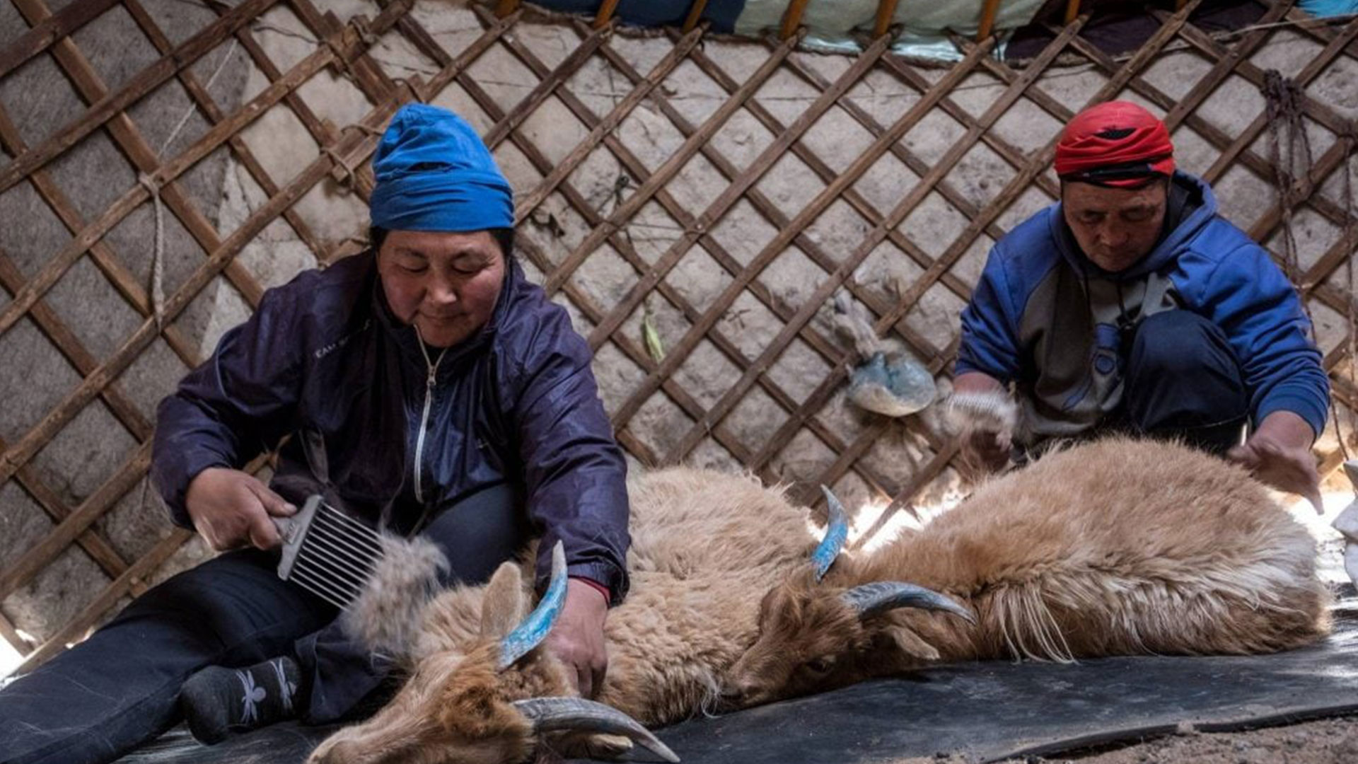 فرآوری و صادرات پشم در کشورهای آسیایی